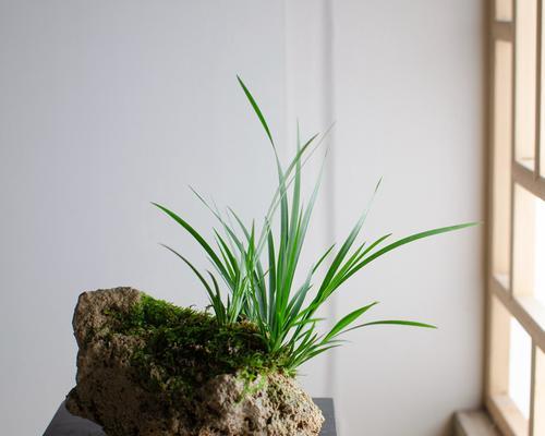 菖蒲属于什么类型的植物？