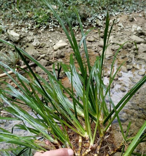 菖蒲属于什么类型的植物？