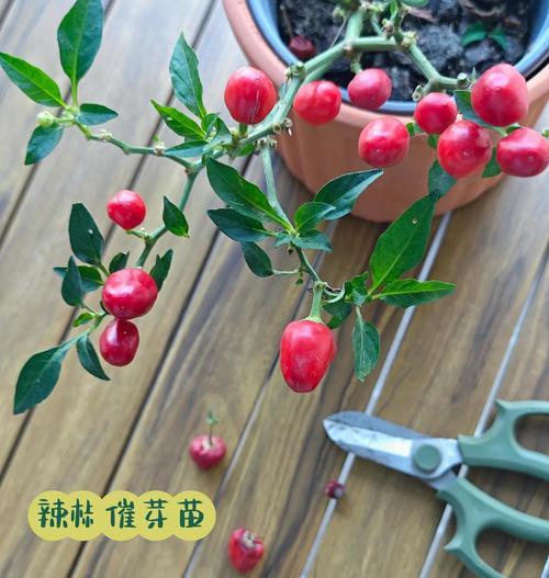 五彩椒的种植方法是什么？如何让五彩椒长得更好？