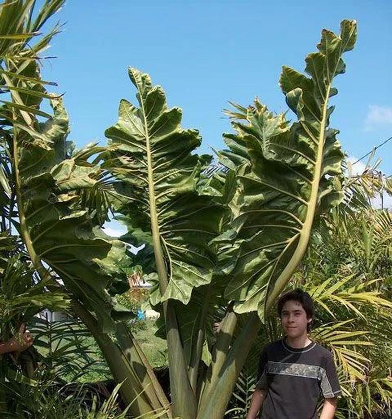 蓼叶指的是哪种植物？它在植物界中的地位如何？