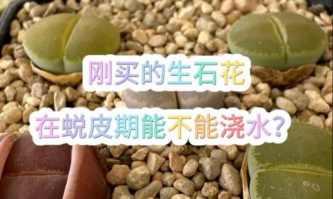 生石花脱皮的处理方法和注意事项？