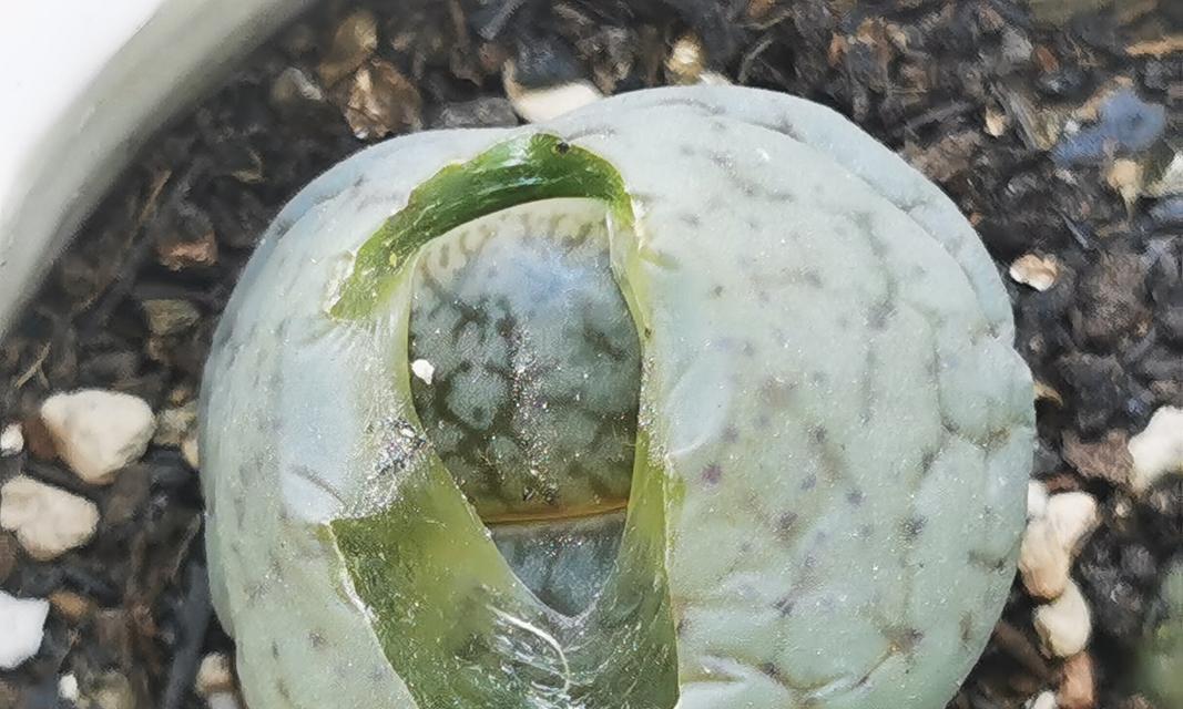 生石花脱皮的处理方法和注意事项？