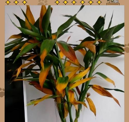 水培富贵竹冬天怎么养？冬季管理要点有哪些？