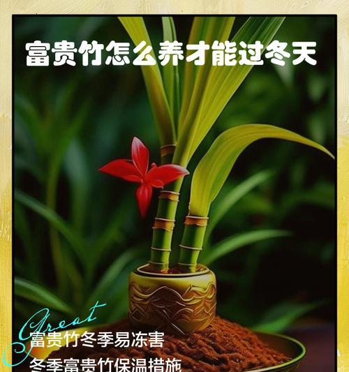水培富贵竹冬天怎么养？冬季管理要点有哪些？