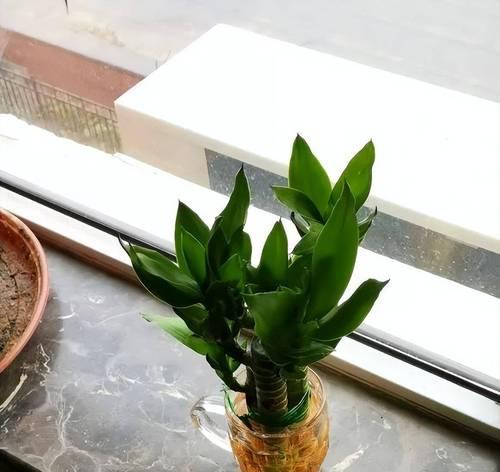 水培富贵竹冬天怎么养？冬季管理要点有哪些？