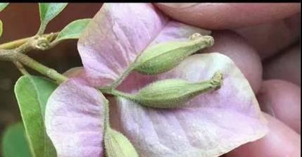 爱之蔓开花授粉的方法是什么？