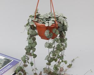 爱之蔓开花授粉的方法是什么？