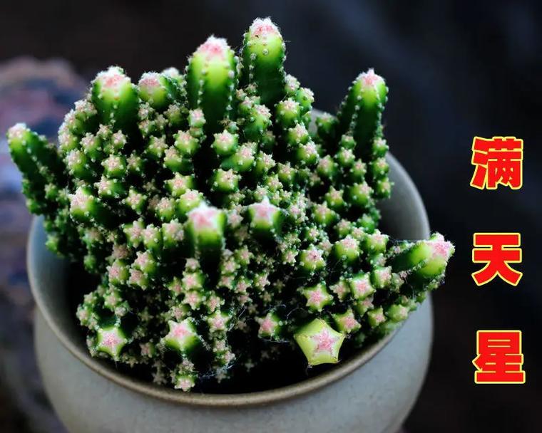满天星修剪方法是什么？如何进行满天星的修剪？