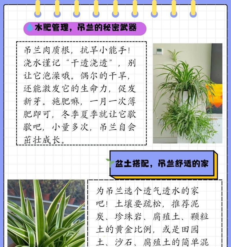 怎么移植吊兰？吊兰移植的最佳时间和步骤是什么？