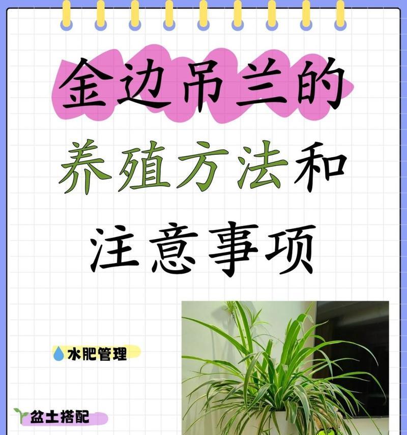 怎么移植吊兰？吊兰移植的最佳时间和步骤是什么？