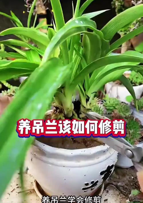 怎么移植吊兰？吊兰移植的最佳时间和步骤是什么？