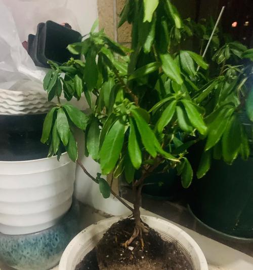 金边瑞香烂根的急救措施是什么？