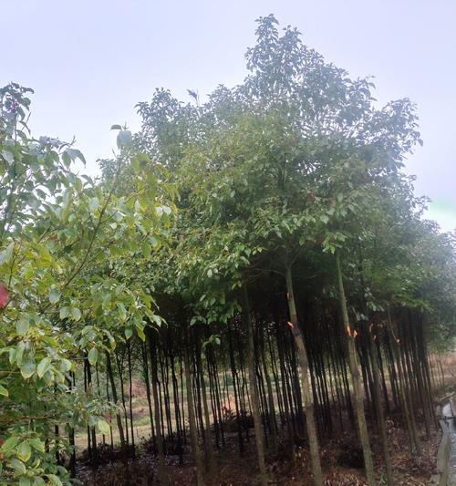 香樟树处理和养护的正确方法？