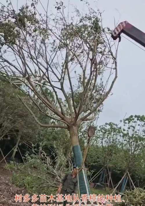 香樟树处理和养护的正确方法？