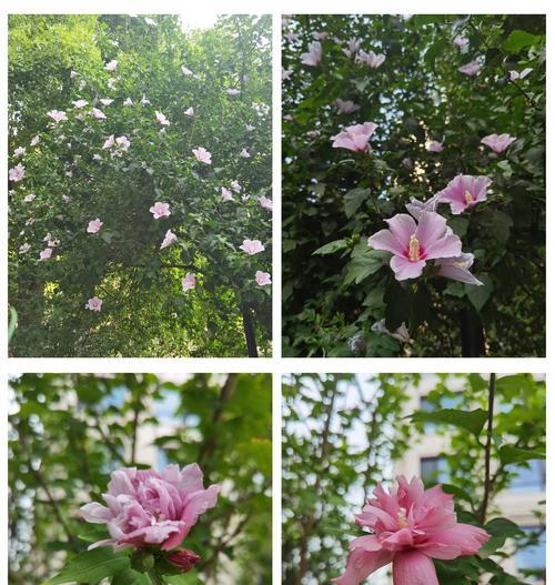家庭盆栽木槿花的养护技巧和常见问题解答？