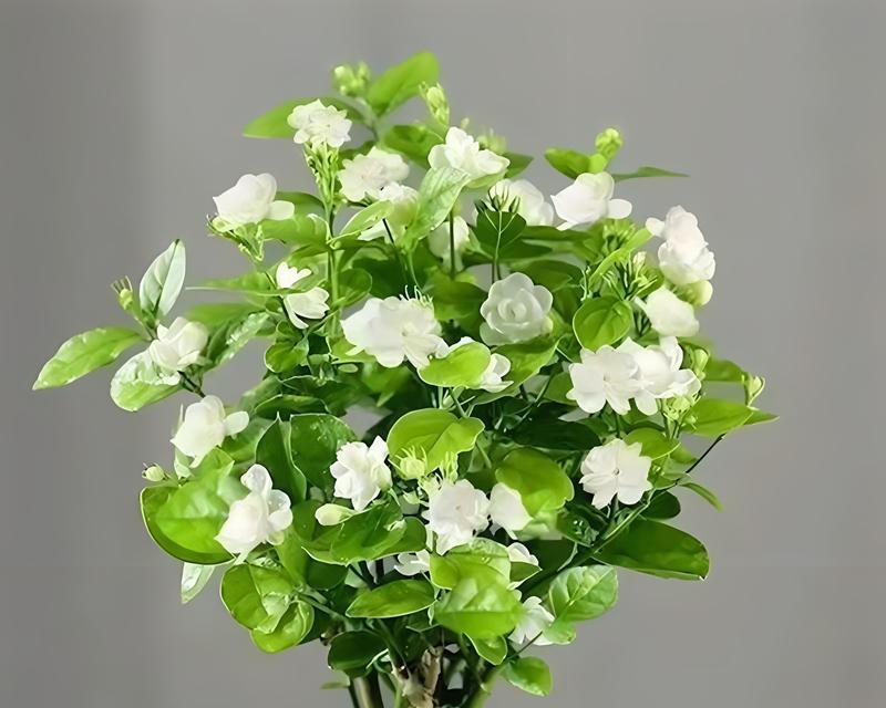 家庭盆栽木槿花的养护技巧和常见问题解答？