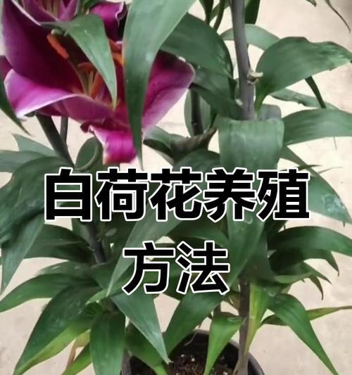 如何正确养护何花？