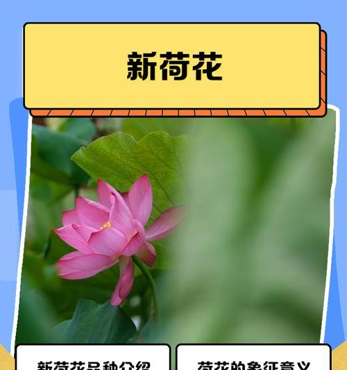 如何正确养护何花？