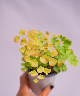 蕨类植物有哪些品种？如何挑选和养护蕨类品种？
