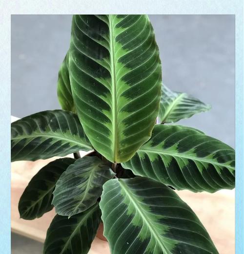 什么植物耐荫？耐荫植物的选择和养护技巧是什么？
