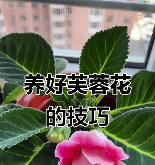 花期延长的秘诀是什么？