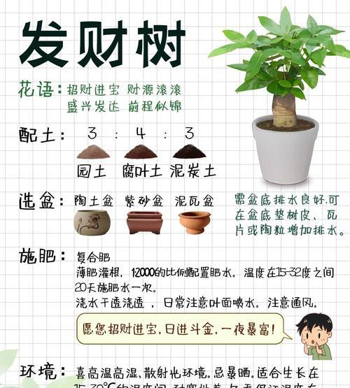 发财树烂皮的原因是什么？如何预防和处理？
