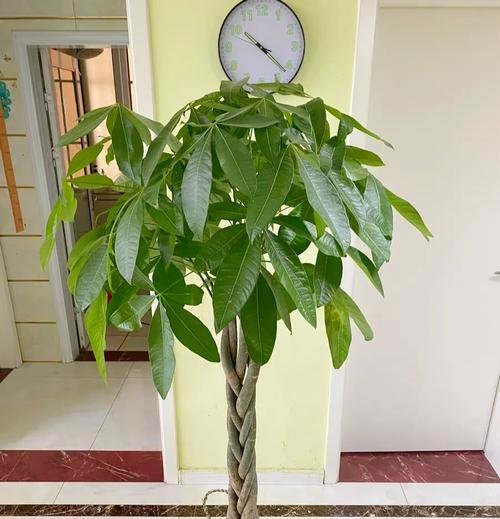 发财树烂皮的原因是什么？如何预防和处理？