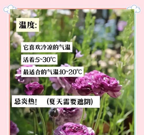 花毛茛种子什么时候种？花毛茛种植的最佳时间是什么时候？