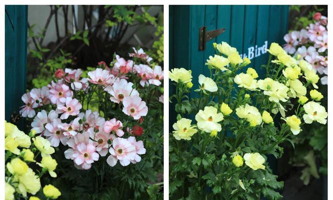 花毛茛种子什么时候种？花毛茛种植的最佳时间是什么时候？