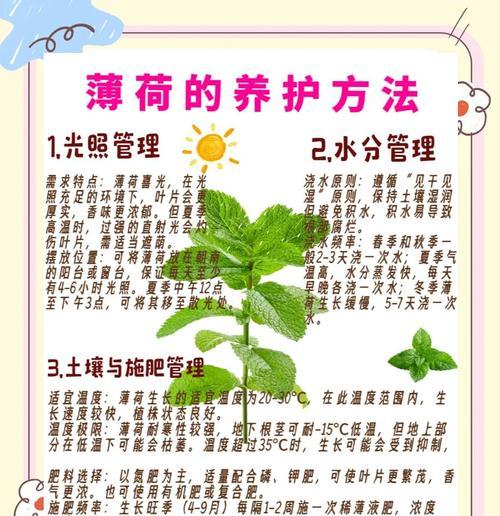 薄荷植物浇水的正确方式是什么？