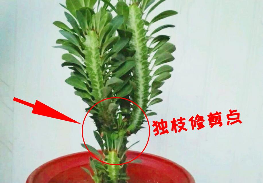 龙骨花繁殖方法是什么？怎样进行有效繁殖？