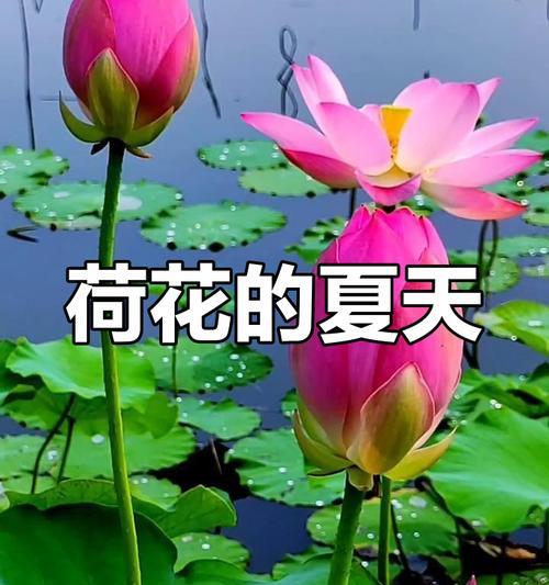 荷花在哪个季节盛开？荷花的生长周期是怎样的？