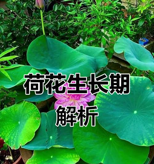 荷花在哪个季节盛开？荷花的生长周期是怎样的？