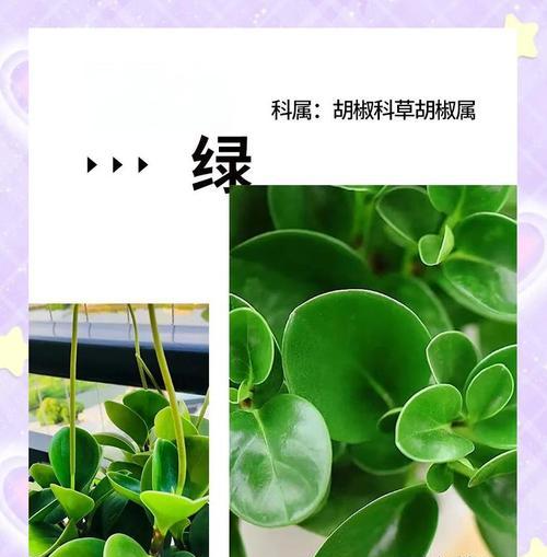 豆瓣绿水培的正确方法和注意事项？