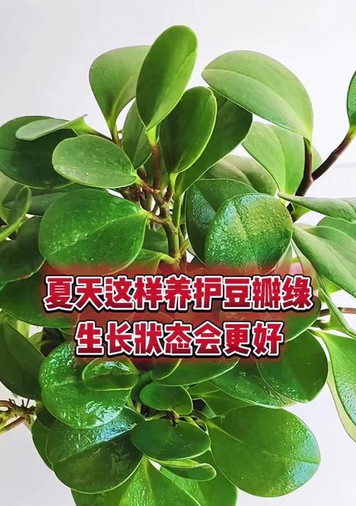 豆瓣绿水培的正确方法和注意事项？