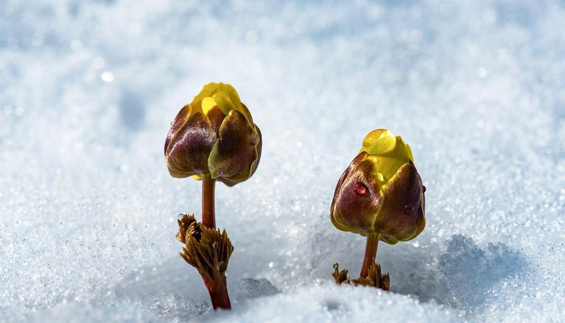 金盏花播种的最佳季节是什么时候？