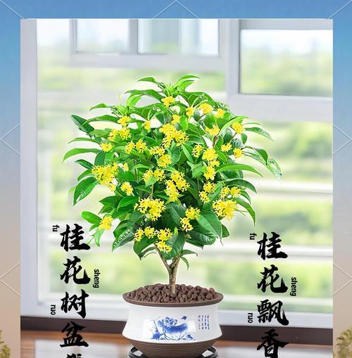 盆栽桂花修剪的最佳时机是什么时候？如何正确修剪桂花？