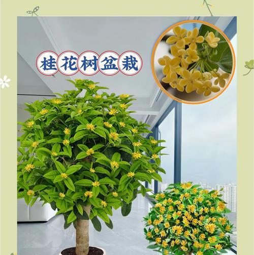 盆栽桂花修剪的最佳时机是什么时候？如何正确修剪桂花？