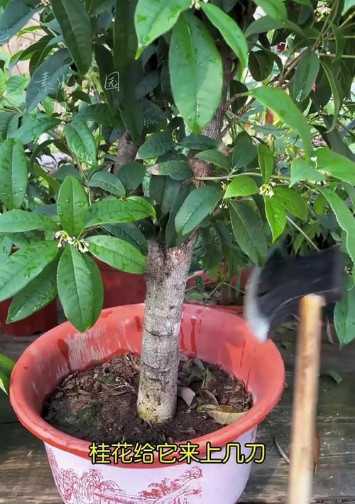 盆栽桂花修剪的最佳时机是什么时候？如何正确修剪桂花？