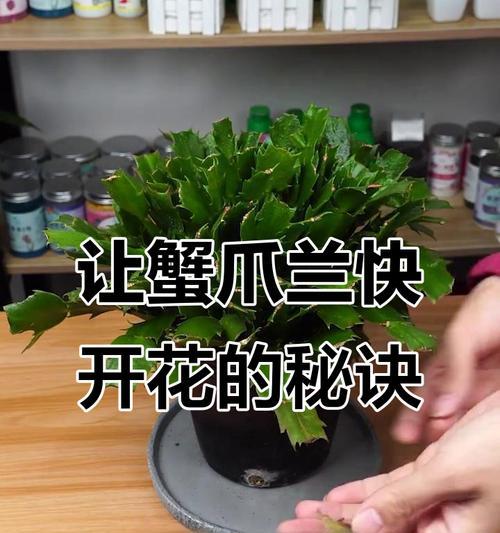 蟹爪兰的养殖方法是什么？如何解决蟹爪兰不开花的问题？