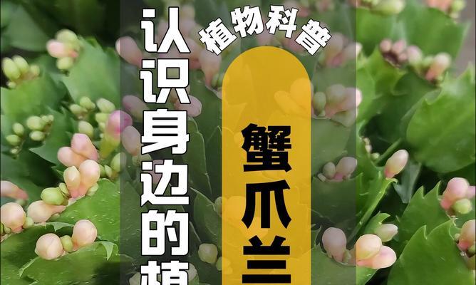蟹爪兰的养殖方法是什么？如何解决蟹爪兰不开花的问题？