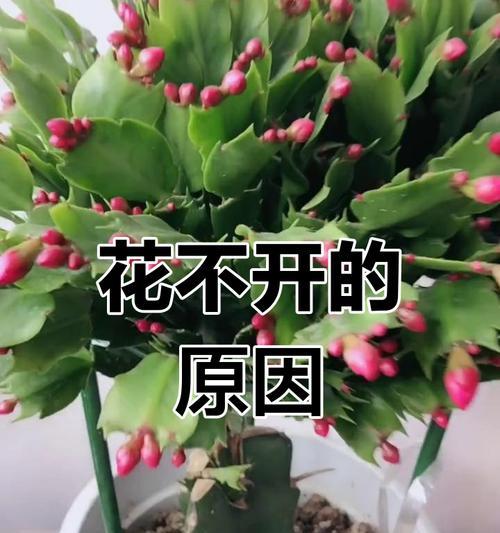 蟹爪兰的养殖方法是什么？如何解决蟹爪兰不开花的问题？