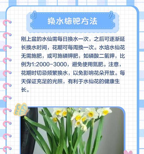 水仙花根部的养护方法和技巧有哪些？