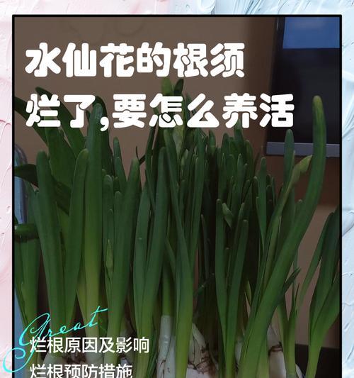 水仙花根部的养护方法和技巧有哪些？