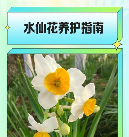 水仙花根部的养护方法和技巧有哪些？