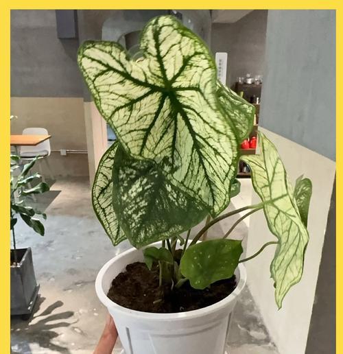 彩叶芋的养殖技巧有哪些？怎样保持其鲜艳的叶色？
