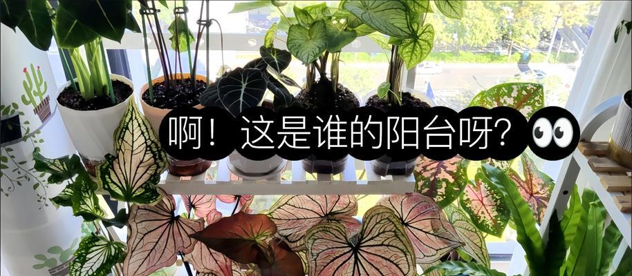 彩叶芋的养殖技巧有哪些？怎样保持其鲜艳的叶色？