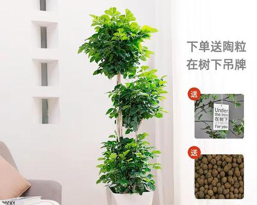 幸福树有多少种？如何选择幸福树品种？