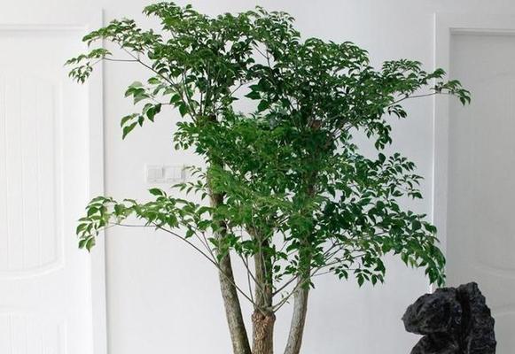 幸福树有多少种？如何选择幸福树品种？