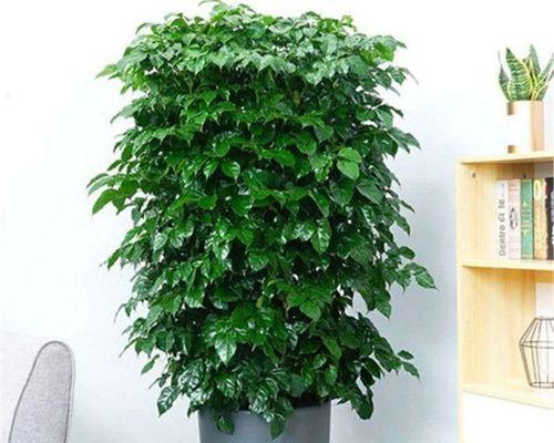 幸福树有多少种？如何选择幸福树品种？